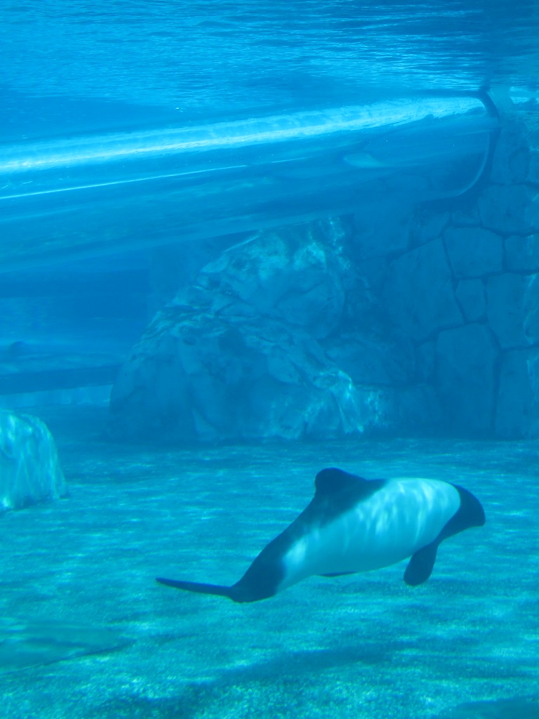 Aquatica 026 Commerson's Dolphins Jeremy Thompson Flickr