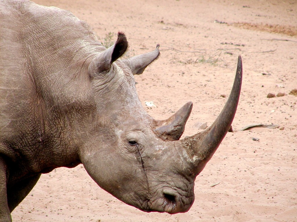 White rhino Mkhuze, South Africa Credit Karl Stromayer/US… U.S