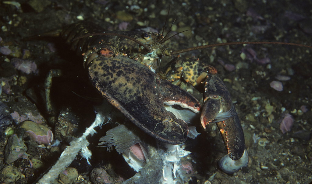 American lobster, Homarus americanus in Newfoundland, Cana… Flickr