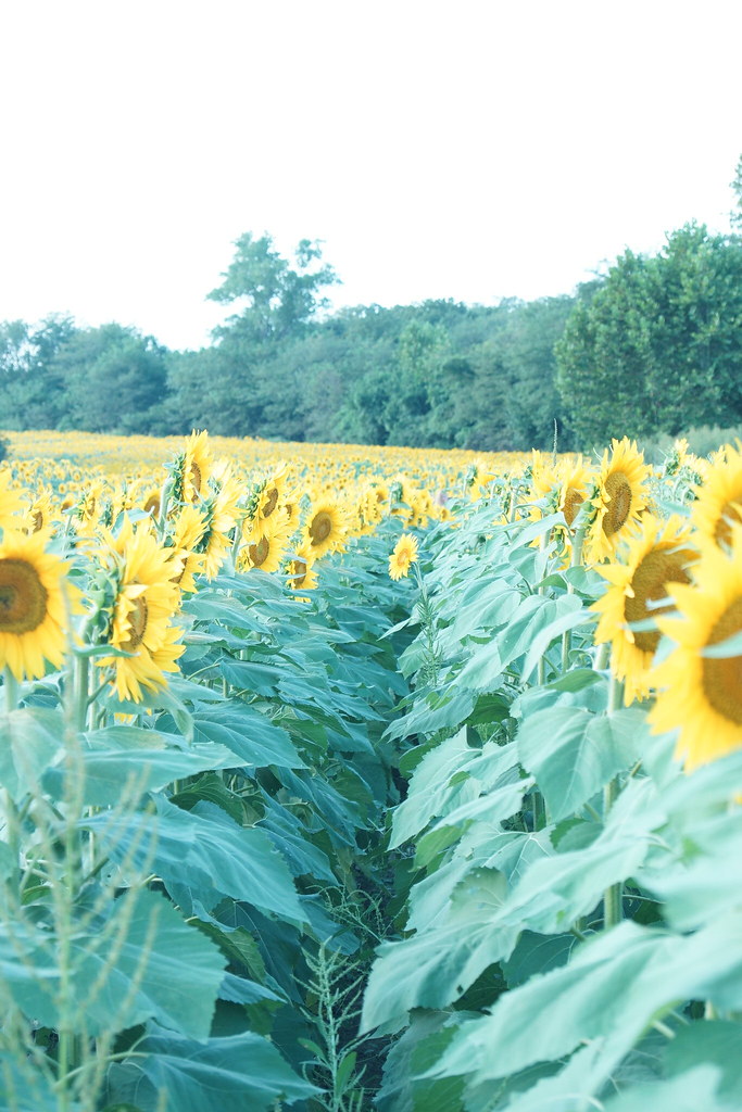Sunflower Farm (2) SP Photography Flickr