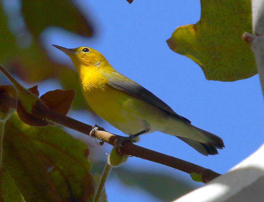 Prothw_100 Prothonotary Warbler 9/26/2015 Laguna Niguel Re… Flickr