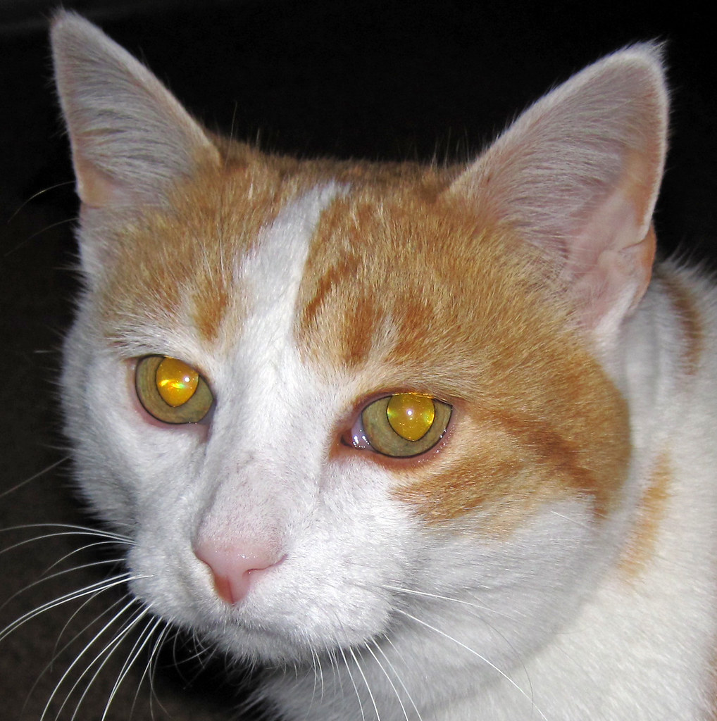 Eyeshine in Felis catus (domestic cat) (Newark, Ohio, USA)… Flickr