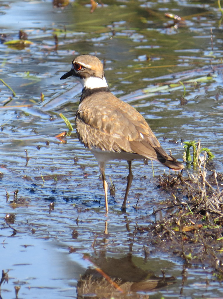 Killdeer Sanborn County Park, Saratoga, CA Sergey Pavlov Flickr