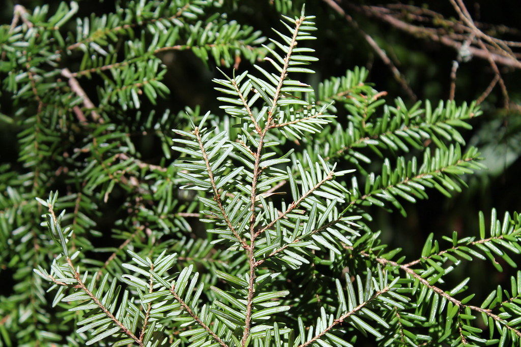 Tsuga heterophylla western hemlock Location BanksVern… Flickr