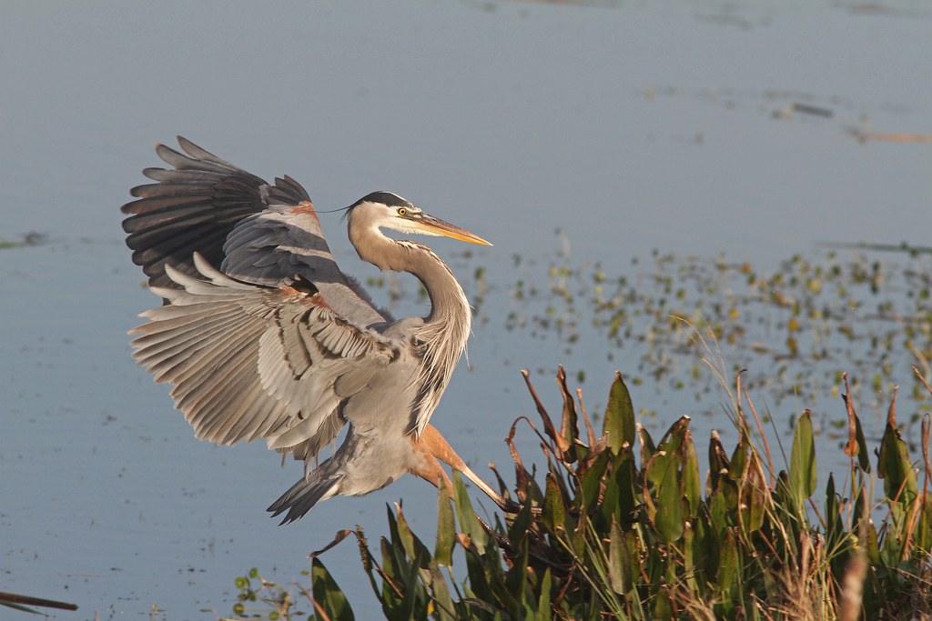 Great Blue Heron landing Viera Wetlands, FL, Jan 31, 2012 Flickr