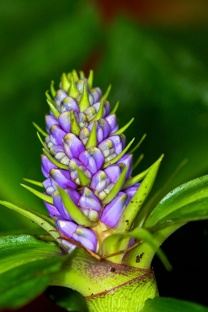 Purple ginger flower Debra Jones Flickr