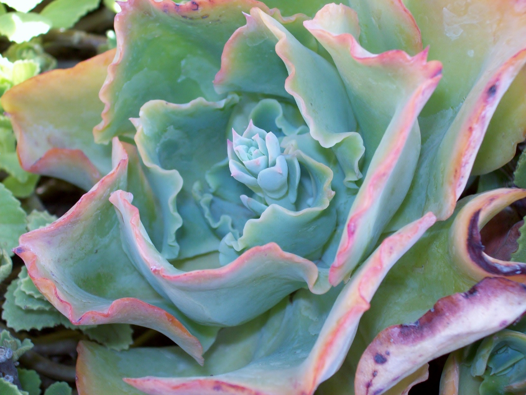 Fragile porcelain Lilliebel Flickr