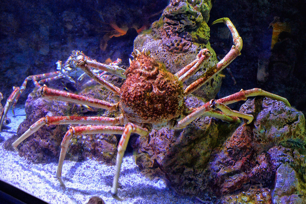 Japanese Giant Spider Crab 3 At the Underwater World Sing… Flickr