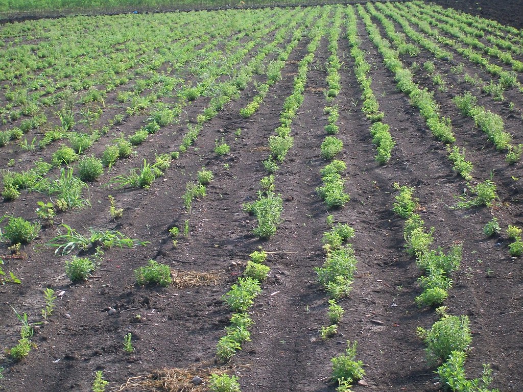 Stevia Farm stevia cultivation in india Stevia Information Flickr