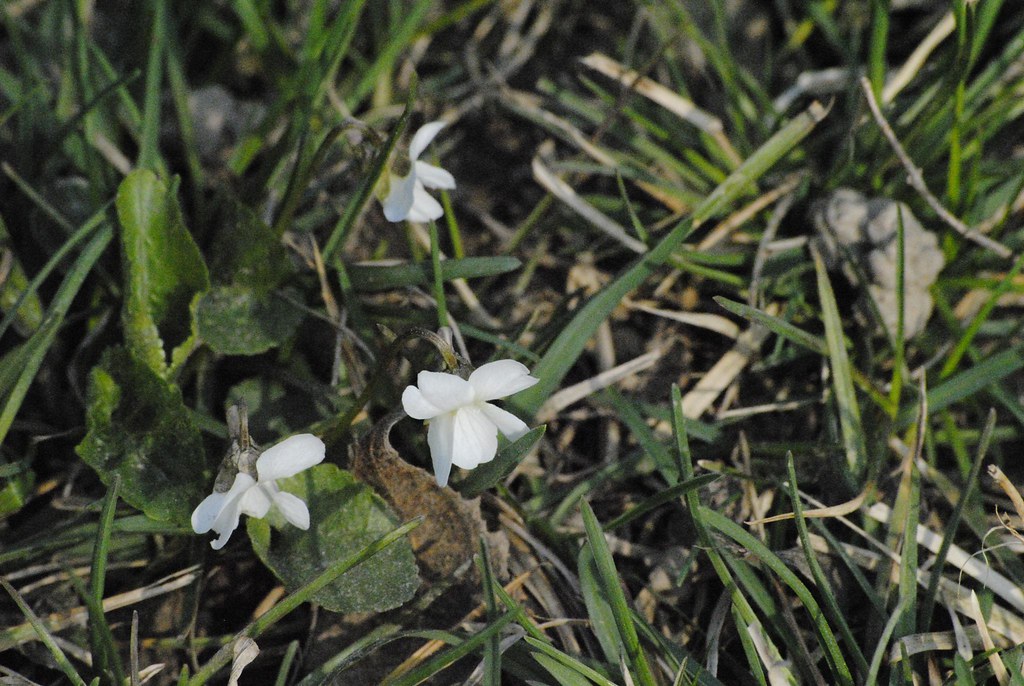 the white violet ain_el Flickr