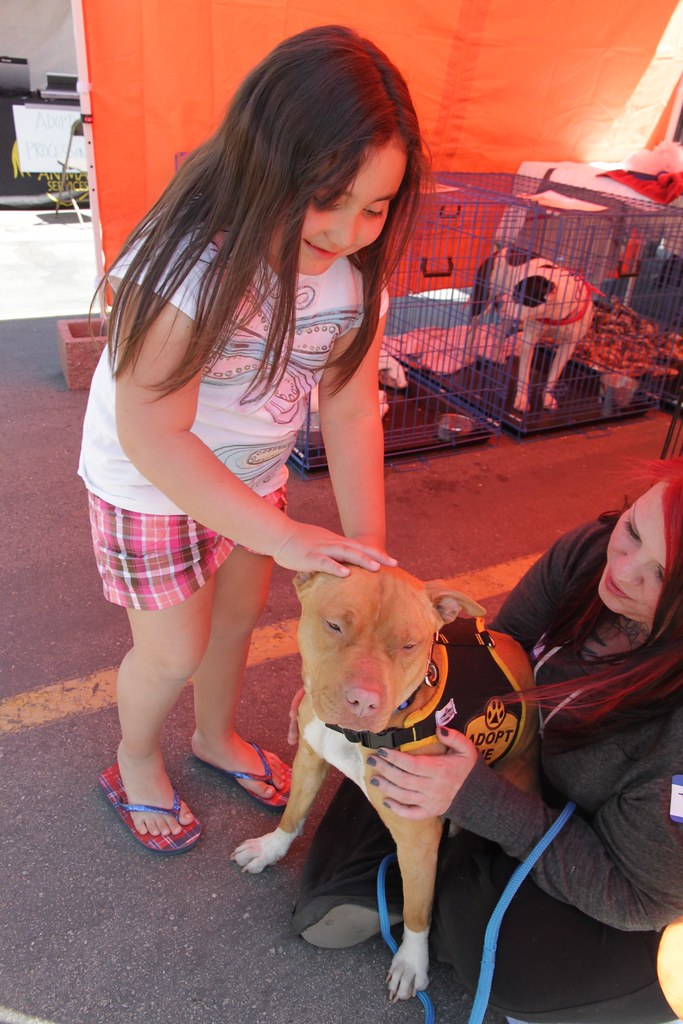 IMG_3295 | Doja from Salt Lake County Animal Services, SLCo … | Flickr