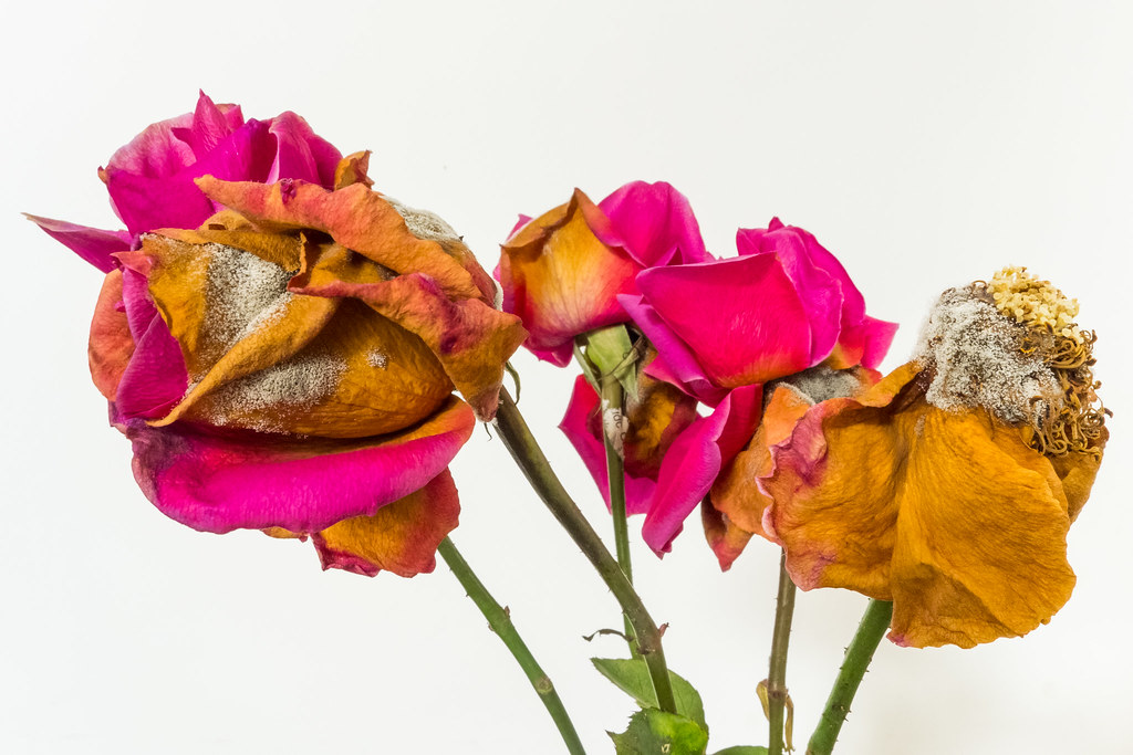 Beautiful Decay P1040107 In Hanoi, flowers don't shrivel u… Flickr