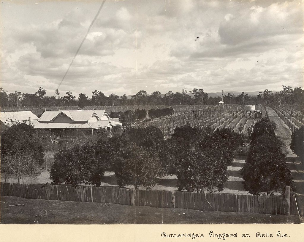 Gutteridges vineyard at Belle Vue, Coominya, Qld 1907 a photo on