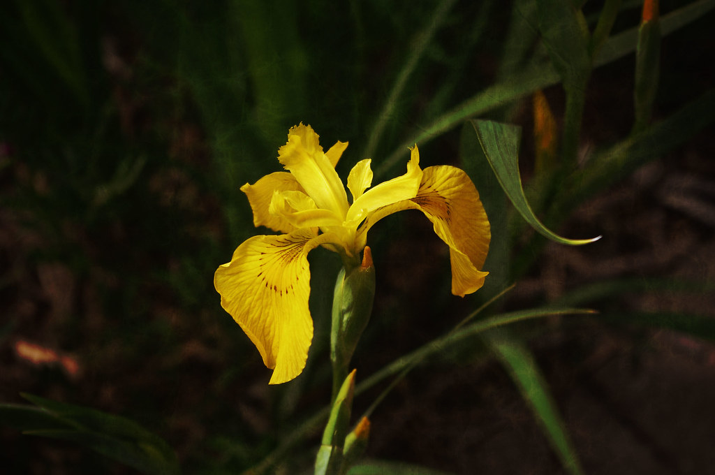 Japanese Iris Yellow Japanese Iris, April bloom nbriz1 Flickr
