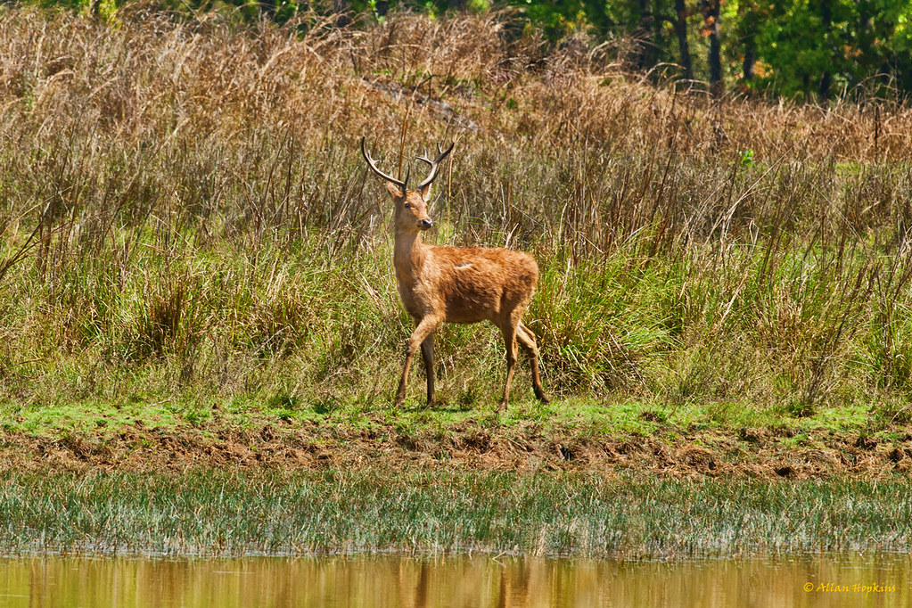 Southern Swamp Deer ssp. of Barasingha (Rucervus duvauceli… Flickr