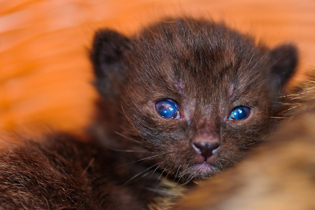 Kitty with sparkling eyes I like how kittens have blue eye… Flickr