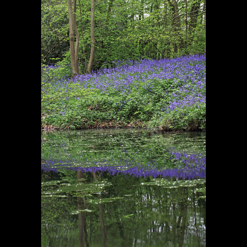 Small pond at Abbotts Wood First visit to the famous blueb… Flickr