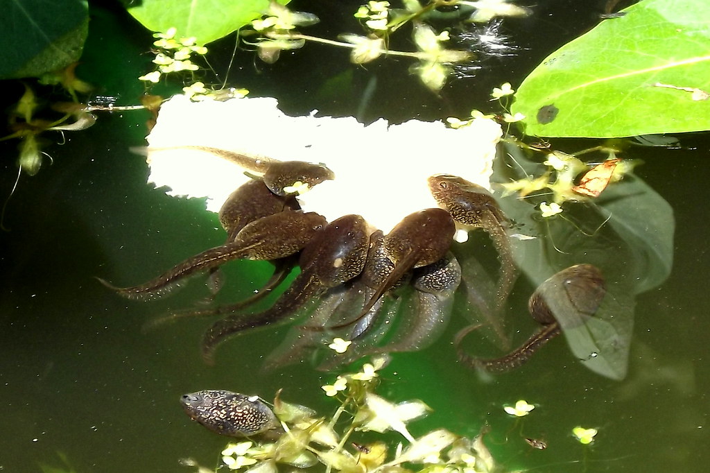 Tadpoles Eating bread in garden pond Andrew Mason Flickr