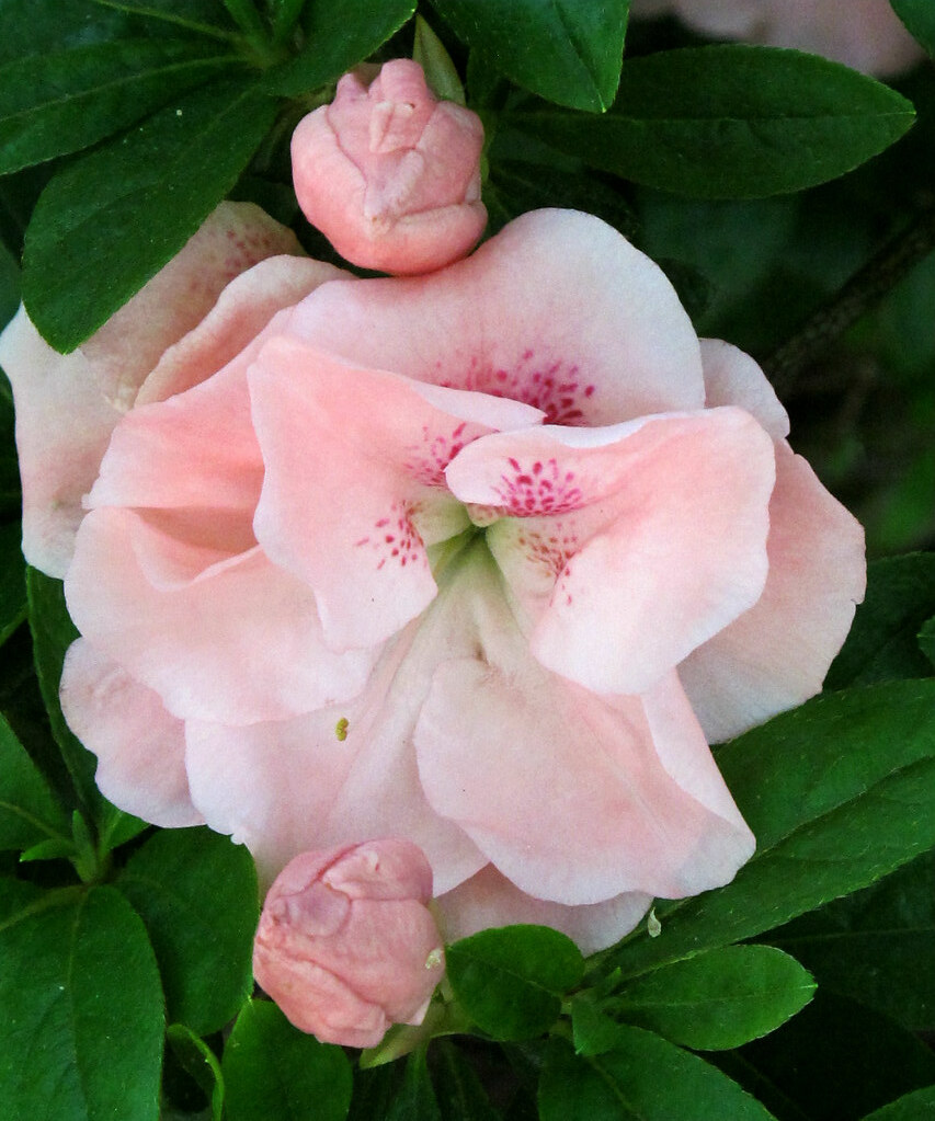 Kentlands, Spring Flowers IMG_9498 Photowalk through Kentl… Flickr