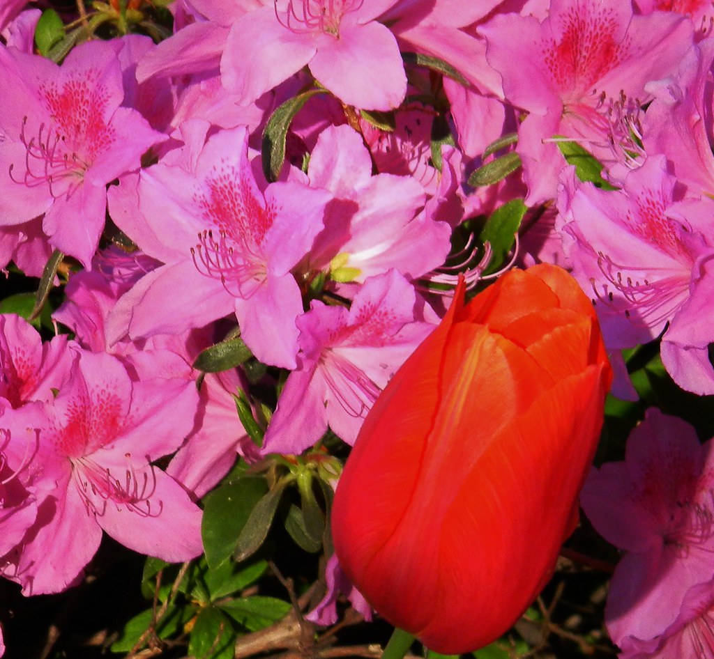 St. Rita's Catholic Church in Dundalk, Maryland DSCN2573 Flickr