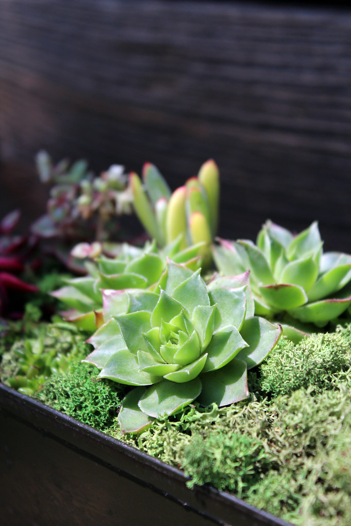 rental greens 8 Stasea Dohoney Flickr