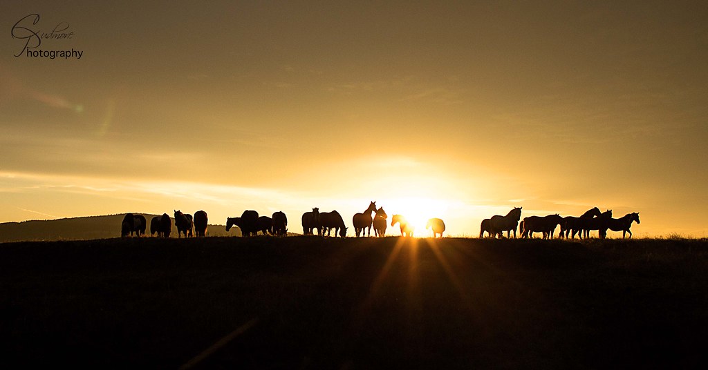 HORSES at sunrise christy cudmore Flickr