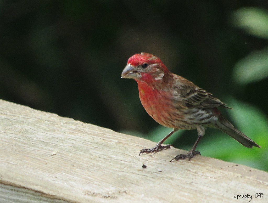 House Finch (Haemorhous mexicanus) Graham Whitehead Flickr