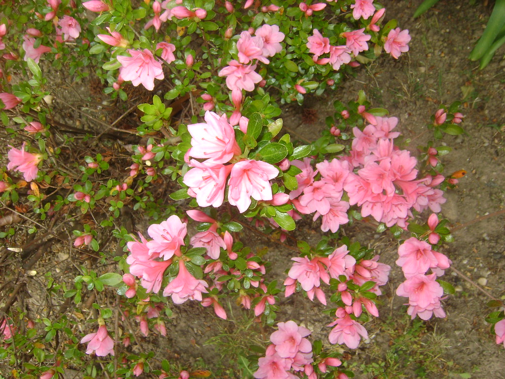 Flowers, Box Hill, Misc. April 2012 045 mariewlsh Flickr