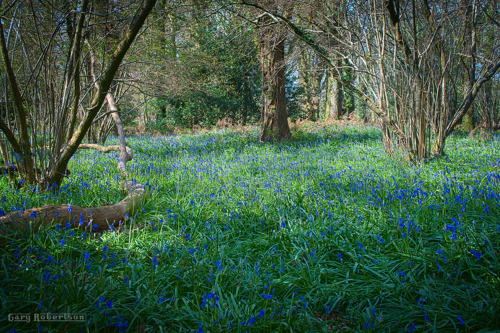 Bluebell glade HDR Gary Robertson Flickr