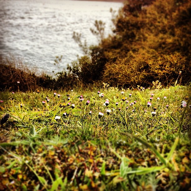 Flowers by the sea Caitlin Kight Flickr