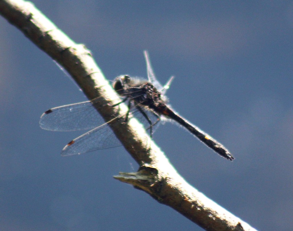 2012_0526DotTail0002 Black Lake, Porter, Maine. There wher… Flickr