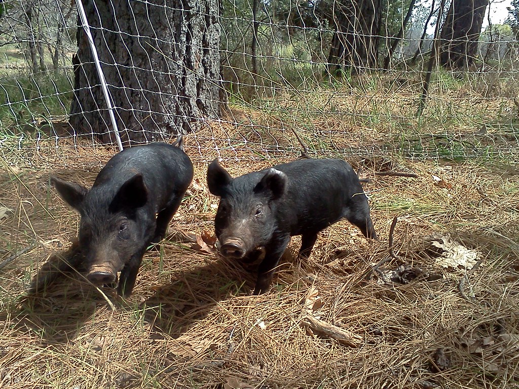 Mulefoot Hogs, piglets! Dinner Bell Farm Flickr