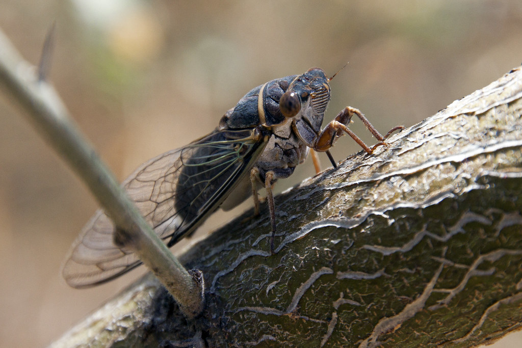 Chicharra Cicada Héctor Barrios Flickr