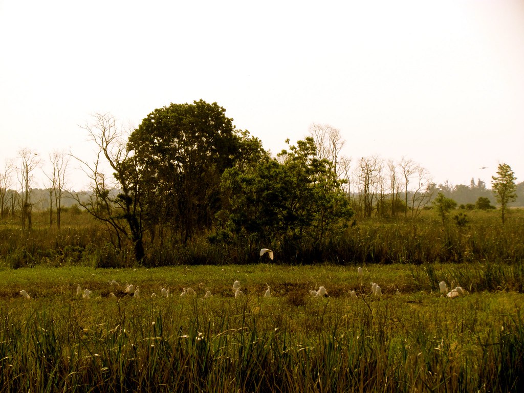 Savannah Savannah Wildlife Refuge Jeff Gunn Flickr
