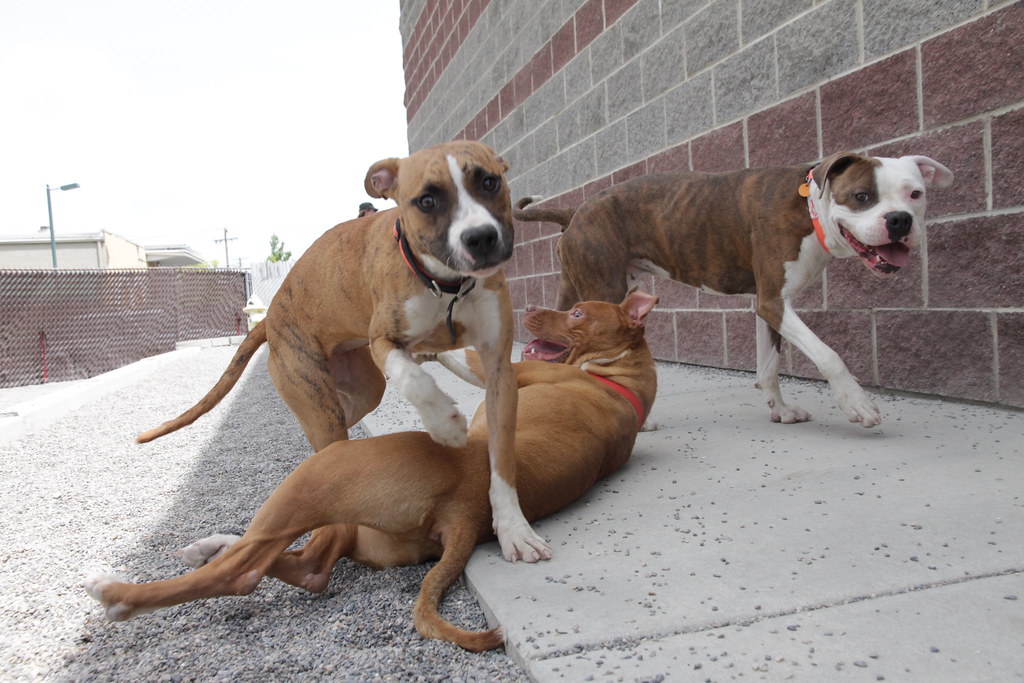 Salt Lake County's Shelter Dog Play Group Dog on the right… Flickr
