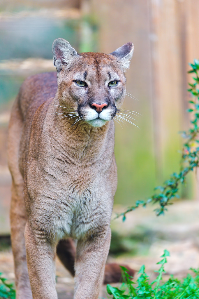 Standing puma Nothing special, just a nice puma standing i… Flickr