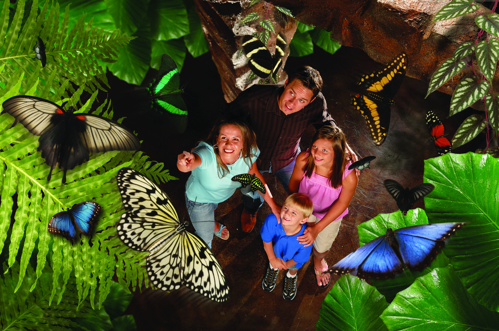 The Butterfly Palace Branson, MO Branson Convention and Visitors