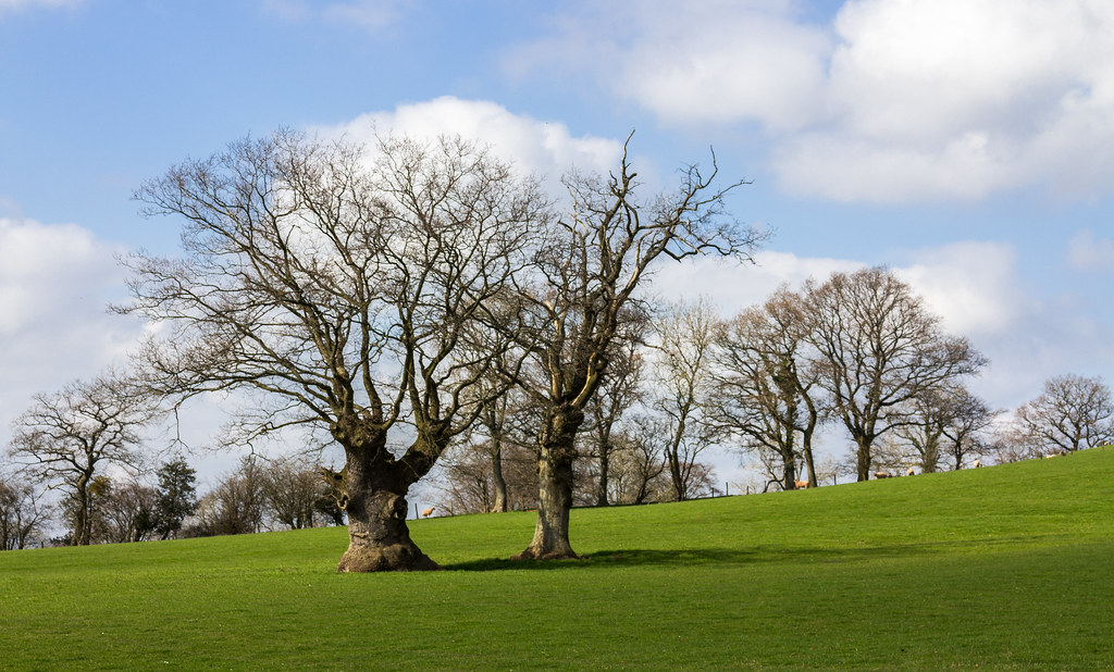 Two Welsh Trees Robert Hest Flickr