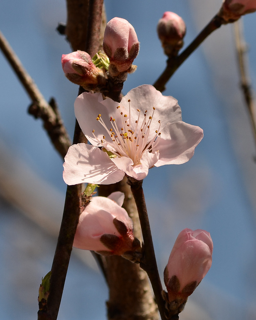 Blossoms On My Nectarine Tree. Dennis 27852 Flickr
