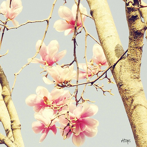 Vintage Magnolia My Etsy Shop > Flickr