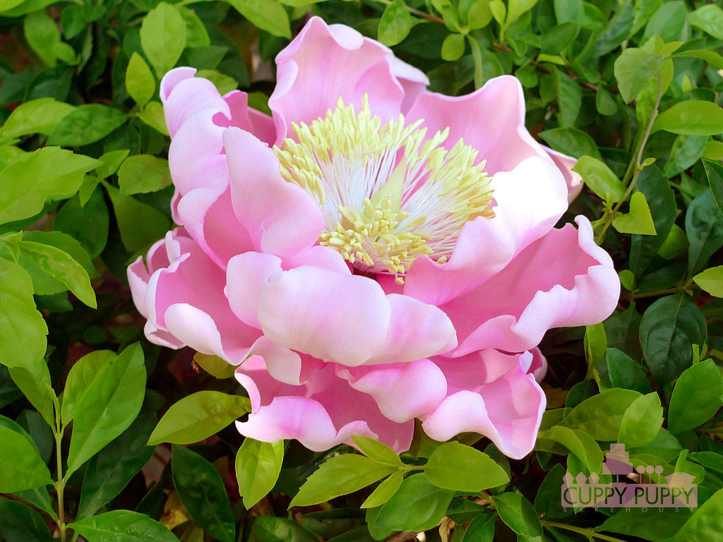 pink sugar flower trying to see if my sugar flower looks g… Flickr
