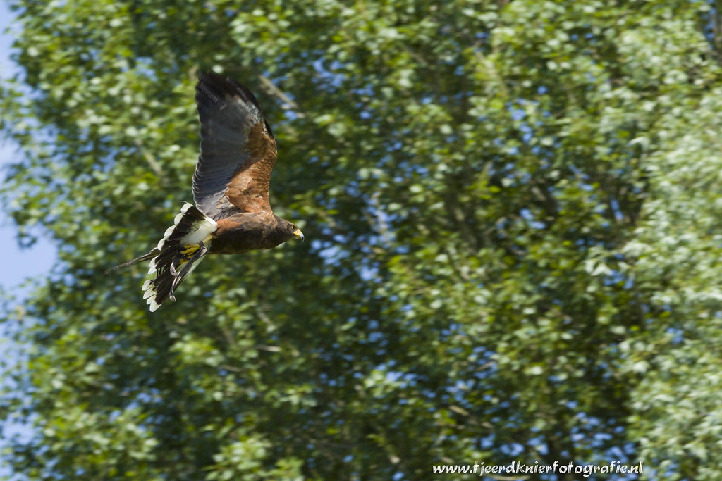 Park Open Westerveld Elden Park open dag Westerveld achter… Flickr