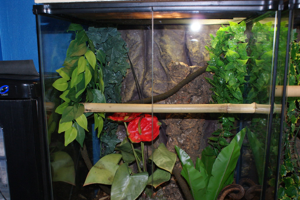 madagascan giant day gecko tank setup SONY DSC