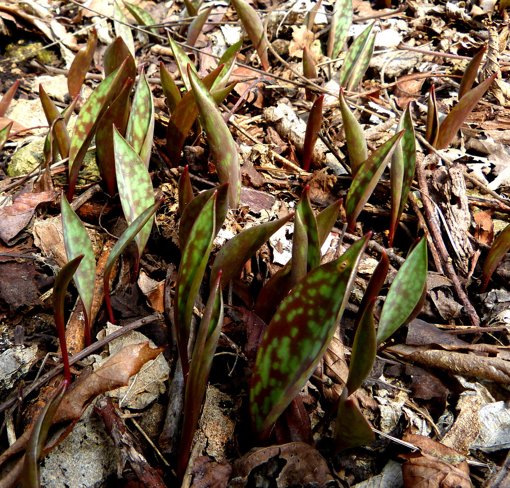 Trout Lily Leaves 040814 Griggs cp1 dmpapps Flickr
