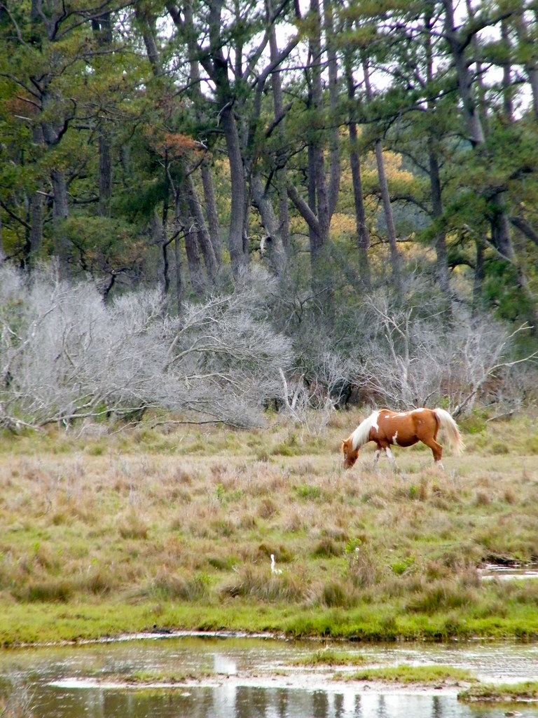 Chincoteague Pony at Assateague Island, Virginia Chincotea… Flickr