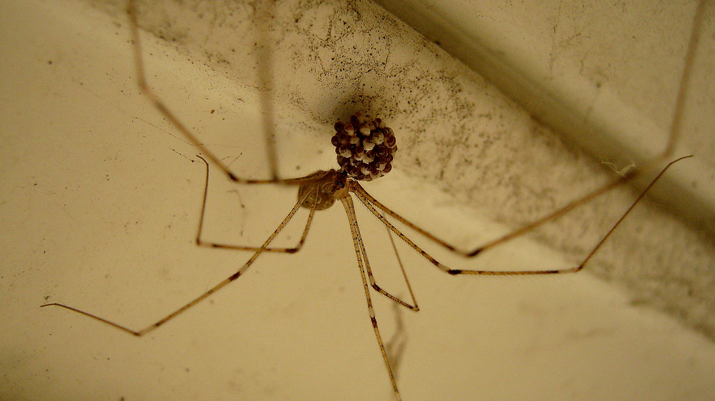 daddy long legs with egg sack Crypticnexus Flickr