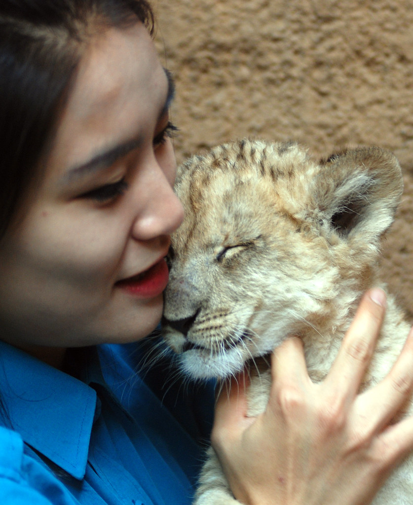 Lion Lion everland.korea IN CHERL KIM Flickr
