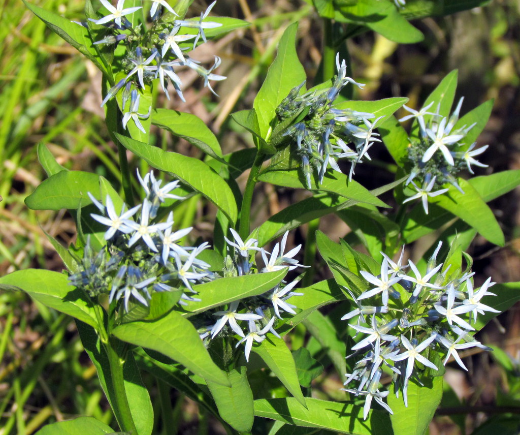 Eastern Bluestar Haw River Trail Saxapahaw NC 6499 Flickr