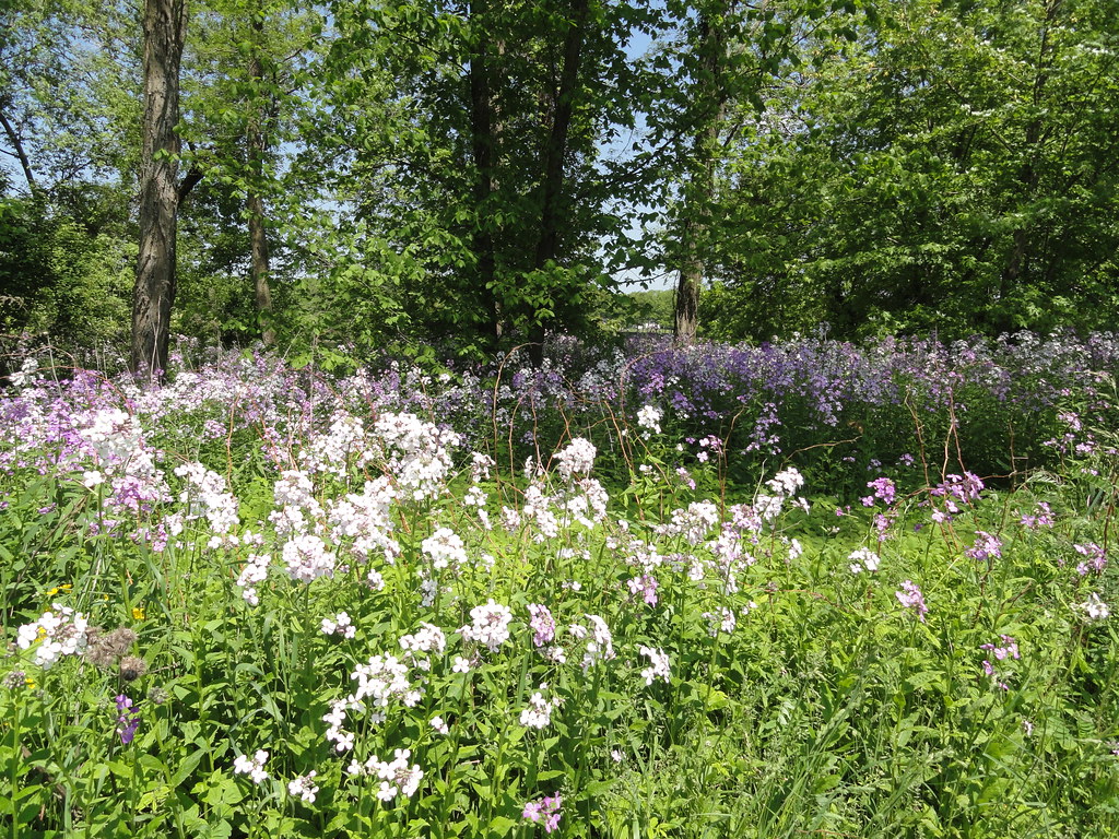 DSC04257 Woods Androscoggin Bike Trail. Brunswick, Maine. … Flickr