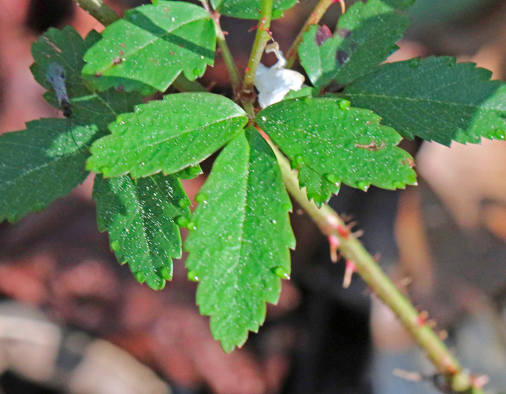 CAC016093a Southern Dewberry at Ponce de Leon rest stop, H… Flickr